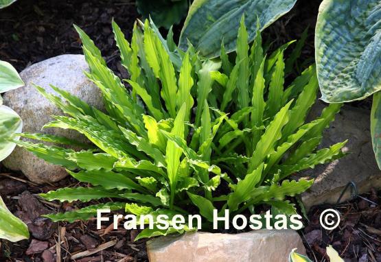 Hosta Hacksaw